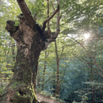 Aizkorri-Aratz Izadi Parkea