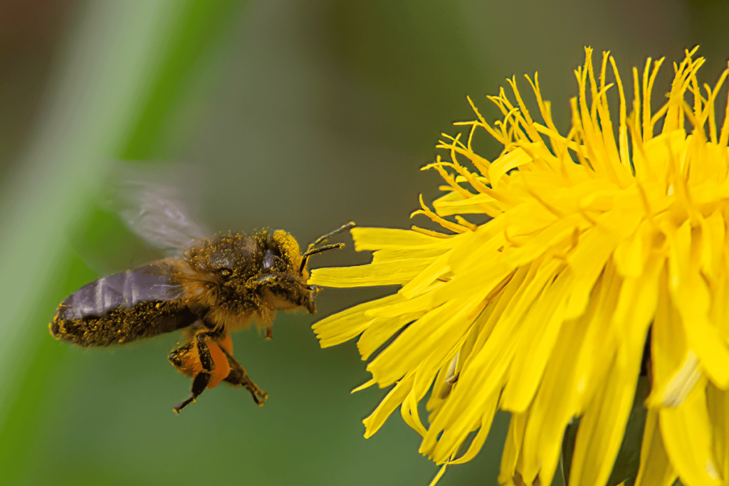 La abeja común se encuentra en cualquier parte del País Vasco.
Los últimos años ha sufrido mucho el ataque de un ácaro llamado Varroa.