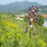 Orchis purpurea. Monte Arraño. Fotógrafo: Joxe Blanco.