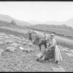 Vitoria-Gasteizko Udal Artxiboan. E.Guinea.